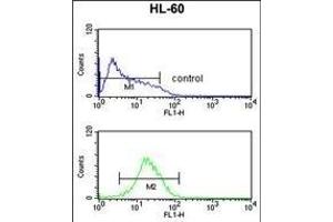 NR1I2 Antibody (Center) (ABIN652618 and ABIN2842413) flow cytometric analysis of HL-60 cells (bottom histogram) compared to a negative control cell (top histogram). (NR1I2 抗体  (AA 100-127))