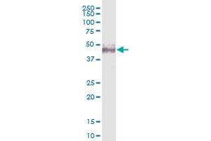 NSUN4 MaxPab polyclonal antibody. (NSUN4 抗体  (AA 1-384))