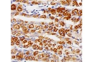 Immunohistochemical analysis of paraffin-embedded human stomach using EGF Receptor antibody at 1:25 dilution. (EGFR 抗体  (AA 1163-1191))
