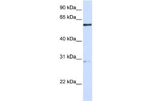 WB Suggested Anti-MANEA Antibody Titration:  0. (MANEA 抗体  (Middle Region))