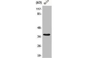 Western Blot analysis of 293 cells using Bub3 Polyclonal Antibody (BUB3 抗体  (C-Term))
