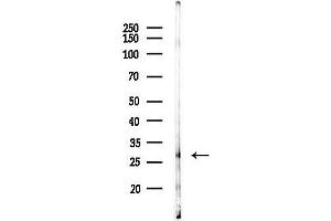 Western blot analysis of lysates from Hela cells(heat-shock 45 min treatment), using Cathepsin G Antibody at 1/1000 dilution.