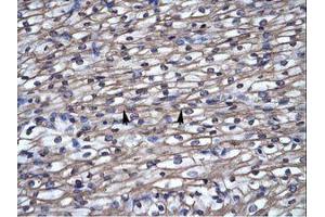 Image no. 1 for anti-Septin 4 (SEPT4) (N-Term) antibody (ABIN6735940) (Septin 4 抗体  (N-Term))
