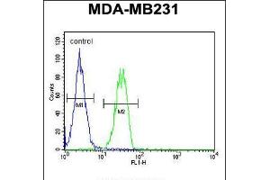 Flow cytometric analysis of MDA-MB231 cells (right histogram) compared to a negative control cell (left histogram). (B4GALT6 抗体  (C-Term))