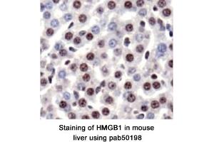 Image no. 1 for anti-High Mobility Group Box 1 (HMGB1) (AA 100-200) antibody (ABIN363507) (HMGB1 抗体  (AA 100-200))