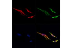 ABIN7093921 and ABIN7097965 staining Hela cells by IF/ICC.