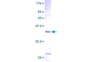 DAP Protein (AA 1-102) (GST tag)