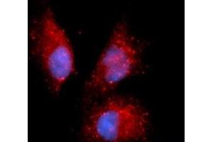 Immunofluorescence (IF) image for anti-Complement Factor P (CFP) (AA 28-469) antibody (APC) (ABIN5565188) (CFP 抗体  (AA 28-469) (APC))