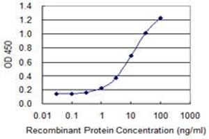 Detection limit for recombinant GST tagged FMN2 is 0. (Formin 2 抗体  (AA 144-243))