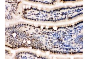 IHC testing of frozen mouse small intestine tissue with LMNB1 antibody.