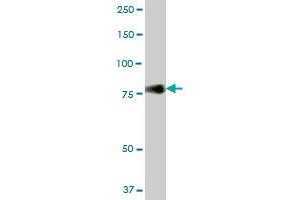 Western Blotting (WB) image for anti-CD44 (CD44) (AA 1-361) antibody (ABIN514202)