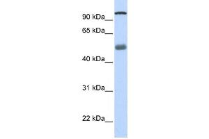 Western Blotting (WB) image for anti-DEAH (Asp-Glu-Ala-His) Box Polypeptide 32 (DHX32) antibody (ABIN2458244) (DHX32 抗体)