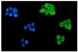IF analysis of MSI using anti-MSI antibody (ABIN7603130).