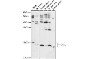 Western blot analysis of extracts of various cell lines, using PDE6D antibody (ABIN7269303) at 1:1000 dilution. (PDE6D 抗体  (AA 1-150))