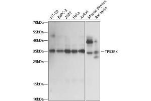 Western blot analysis of extracts of various cell lines, using TP53RK antibody (ABIN7270864) at 1:1000 dilution. (TP53RK 抗体  (AA 1-253))