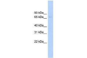 Human HepG2; WB Suggested Anti-ABCF2 Antibody Titration: 0. (ABCF2 抗体  (Middle Region))