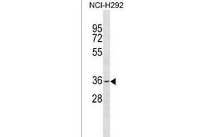 GDF5OS Antibody (C-term) (ABIN1536843 and ABIN2850030) western blot analysis in NCI- cell line lysates (35 μg/lane). (GDF5OS 抗体  (C-Term))
