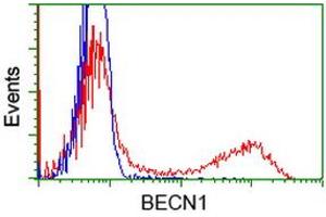 Image no. 3 for anti-Beclin 1, Autophagy Related (BECN1) antibody (ABIN1496865) (Beclin 1 抗体)
