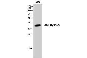 Western Blotting (WB) image for anti-AMPK gamma 1/2/3 (Internal Region) antibody (ABIN3173779) (AMPK gamma 1/2/3 (Internal Region) 抗体)