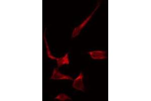 Immunofluorescence (fixed cells) (IF/ICC) image for anti-DnaJ (Hsp40) Homolog, Subfamily B, Member 1 (DNAJB1) (C-Term) antibody (ABIN6262394)