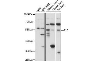 Western blot analysis of extracts of various cell lines, using F10 antibody (ABIN7266422) at 1:1000 dilution. (Coagulation Factor X 抗体  (AA 41-300))
