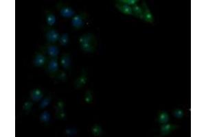 Image no. 1 for anti-Ras Association (RalGDS/AF-6) Domain Family (N-terminal) Member 8 (RASSF8) antibody (ABIN1500618) (RASSF8 抗体)