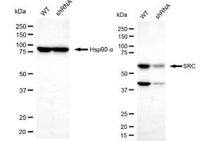 Western blotting analysis using SRC antibody (ABIN7800052). (Src 抗体)