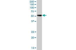 NFIB MaxPab polyclonal antibody. (NFIB 抗体  (AA 1-420))