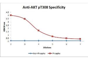 ELISA image for anti-V-Akt Murine Thymoma Viral Oncogene Homolog 1 (AKT1) (pThr308) antibody (Biotin) (ABIN1043753)