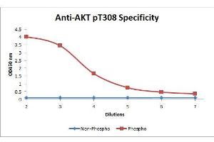 ELISA of Mouse anti-Akt phospho T308 Biotin Conjugated antibody. (AKT1 抗体  (Internal Region, pThr308) (Biotin))
