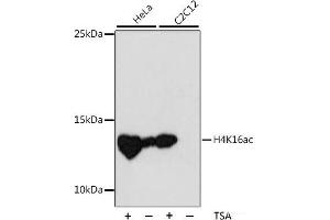 Western blot analysis of extracts of various cell lines using Acetyl-Histone H4-K16 Polyclonal Antibody at dilution of 1:1000. (Histone H4 抗体  (acLys16))