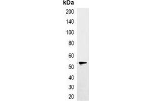 Immunoprecipitation of EYFP-tagged protein from HEK293T cells transfected with vector overexpressing EYFP tag, using Anti-EYFP-tag Antibody. (eYFP 抗体)