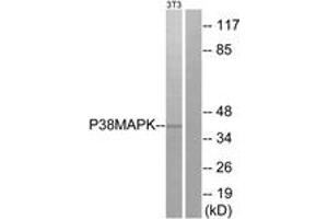Western blot analysis of extracts from NIH-3T3 cells, treated with UV, using p38 MAPK (Ab-180) Antibody. (MAPK14 抗体  (AA 157-206))