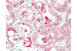 Anti-ALDH1L1 antibody IHC staining of human kidney.