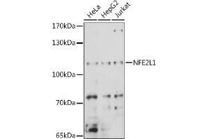 Western blot analysis of extracts of various cell lines, using NFE2L1 antibody (ABIN7268969) at 1:1000 dilution. (NFE2L1 抗体  (AA 515-772))