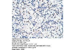 Human Liver (IKZF3 抗体  (N-Term))