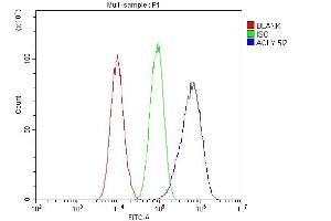 Flow Cytometry analysis of A549 cells using anti-ATP citrate lyase antibody (ABIN6719406). (ACLY 抗体  (AA 1-180))