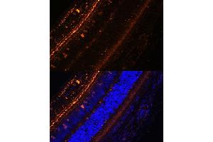 Immunofluorescence analysis of rat eye using KCNS2 Polyclonal Antibody (ABIN7269478) at dilution of 1:100 (40x lens). (KCNS2 抗体  (AA 1-187))