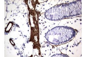 Image no. 2 for anti-Tuberous Sclerosis 1 (TSC1) (AA 836-1164) antibody (ABIN1491685) (TSC1 抗体  (AA 836-1164))