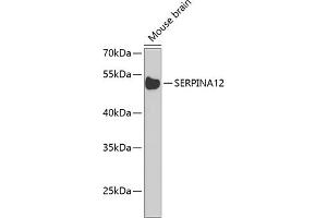 Western blot analysis of extracts of mouse brain, using SERPIN Antibody  at 1:1000 dilution. (SERPINA12 抗体  (AA 20-320))