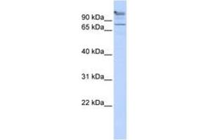 Image no. 1 for anti-Zinc Finger Protein 509 (ZBTB49) (AA 575-624) antibody (ABIN6742257) (ZBTB49 抗体  (AA 575-624))