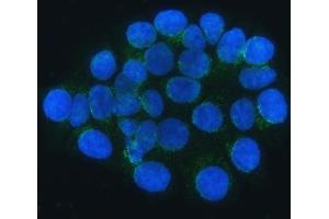 IF analysis of SEC24C using anti-SEC24C antibody (ABIN7600303). (SEC24C 抗体  (AA 178-1033))
