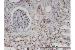 Immunoperoxidase of monoclonal antibody to MNDA on formalin-fixed paraffin-embedded human kidney. (MNDA 抗体  (AA 311-407))