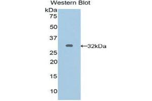 Western Blotting (WB) image for anti-Gap Junction Protein, alpha 5, 40kDa (GJA5) (AA 50-303) antibody (ABIN1858578) (Cx40/GJA5 抗体  (AA 50-303))