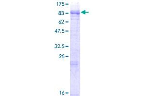 MCOLN1 Protein (AA 1-580) (GST tag)