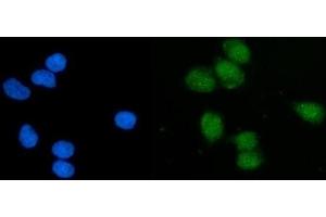 IF analysis of EIF1 using anti-EIF1 antibody (ABIN7600461).