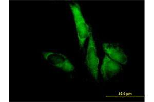 Immunofluorescence of purified MaxPab antibody to EIF3S5 on HeLa cell. (EIF3F 抗体  (AA 1-357))