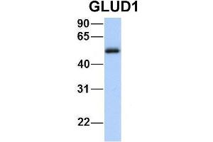 Host:  Rabbit  Target Name:  GNAS  Sample Type:  Human Fetal Heart  Antibody Dilution:  1. (GLUD1 抗体  (N-Term))