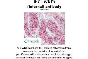 Image no. 1 for anti-Wingless-Type MMTV Integration Site Family, Member 3 (WNT3) (Internal Region) antibody (ABIN1740828) (WNT3 抗体  (Internal Region))