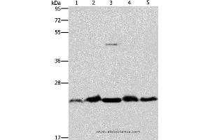 Western blot analysis of Mouse spleen and human fetal liver tissue, hela cell and mouse testis tissue, A431 cell, using THOC7 Polyclonal Antibody at dilution of 1:500 (THOC7 抗体)